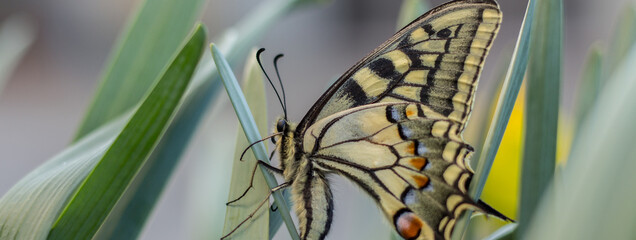 a beautiful swallowtail butterfly on narcissus flowers