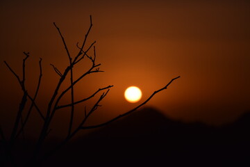 Picture of a tree branch and sunset in background, Selective focus