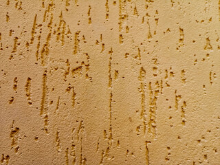 Background texture of gypsum bark beetle,for design.