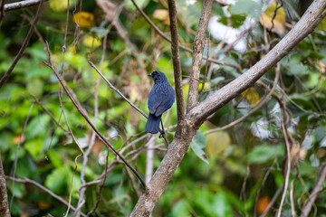 Blue - whistling Thrush
