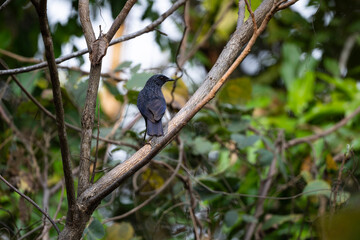 Blue - whistling Thrush