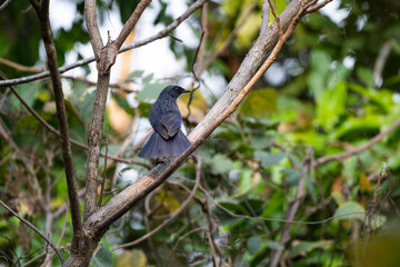 Blue - whistling Thrush