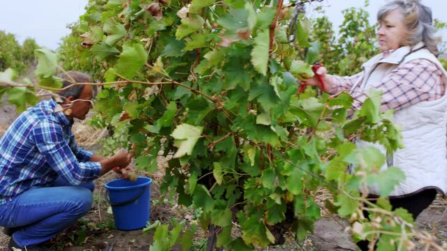 Farmer and his big family collecting the harvest of grapes from the vineyard concept of organic growing and farming industry. Shot on ARRI Alexa