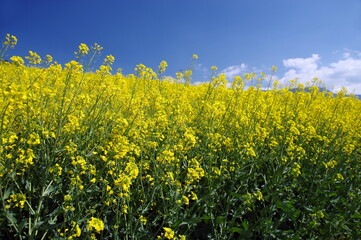Fototapeta premium champ de colza