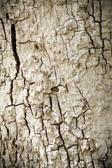 Old wood cracked texture, Seamless tree bark texture, Endless wooden background for web page fill or graphic design.	
