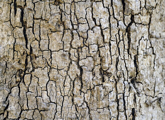 Old wood cracked texture, Seamless tree bark texture, Endless wooden background for web page fill or graphic design. Selective focus.