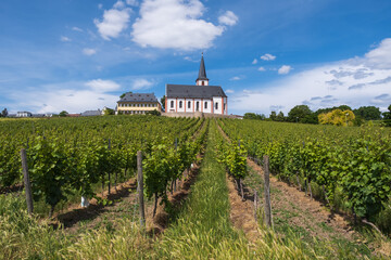 View over the vineyards of Hochheim am Main / Germany to the St. Peter and Paul Church 