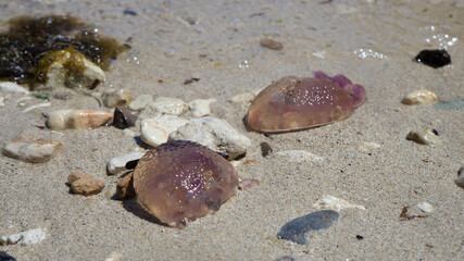 Purple jellyfish at coast of Palma de Mallorca