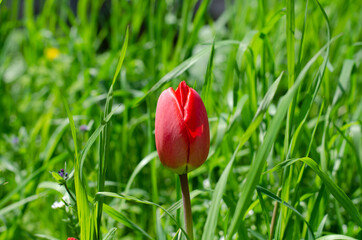 Spring flowers. Red tulips. Flower bed.
