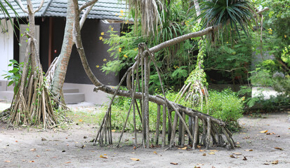 the roots of palm trees on a tropical island resort