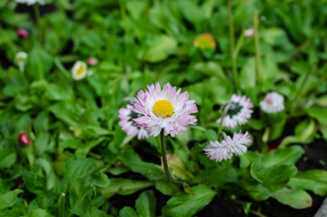 Spring flowers in the grass. Dandelion. Cornflowers. Purple flowers.