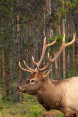Naklejka na ściany i meble Elk resting