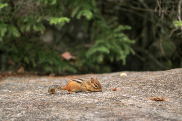 Chipmunk feeding