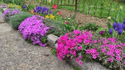 Blooming flowers along the road.