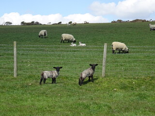 sheep and lambs