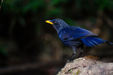 Blue - whistling Thrush