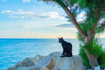 Black cat on the rock at beach side in Limassol Cyprus - Powered by Adobe