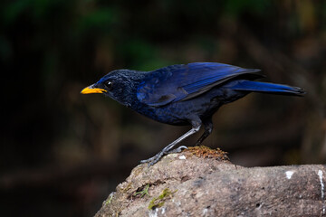 Blue - whistling Thrush