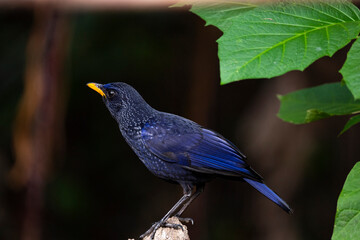 Blue - whistling Thrush
