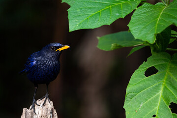 Blue - whistling Thrush