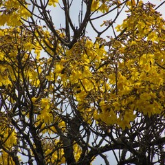 yellow autumn leaves