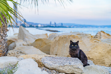 Black cat on the rock at beach side in Limassol Cyprus