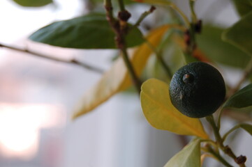olives on a branch