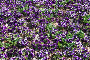 Fototapeta premium Frühling in Hessen: Blumenbeet in Bad Orb