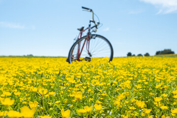 Fototapeta na wymiar Bicycle and yellow flowers in a beautiful sunny spring day
