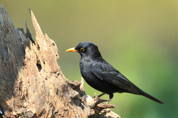 Amsel
