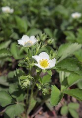 White strawberry flowers growing in spring beds.