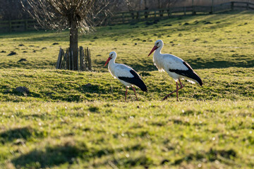 Fototapeta premium A couple of storks looking for food in a city park in Zoetermeer, the Netherlands