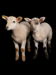 two suffolk cross muel lambs