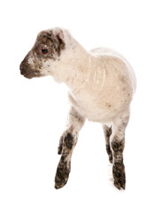 single suffolk cross muel lamb