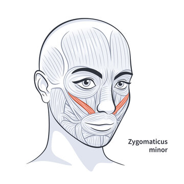 Facial muscles of the female. Detailed bright anatomy isolated on a white background vector illustration