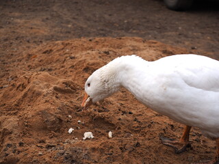 duck on the beach
