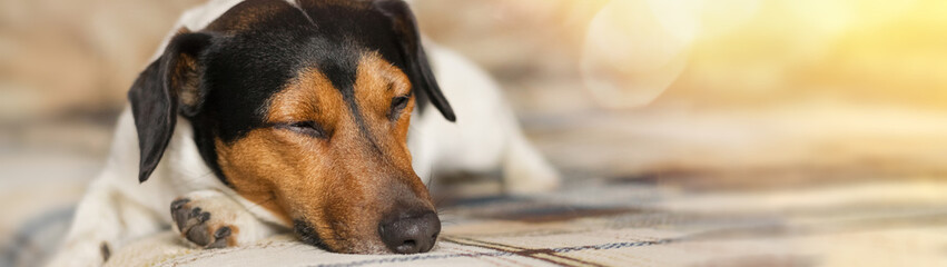 Dog Jack Russell Terrier sleeping on the couch with copy space banner