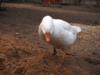 white goose on the farm