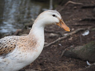 duck on the water