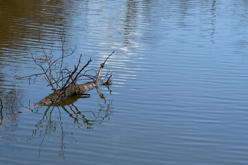 floating  log on the water