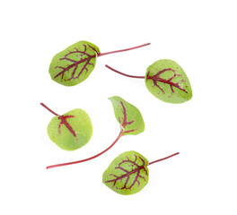 Living Sprout Red Sorrel on white background