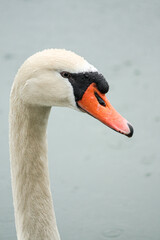 Obraz premium Mute swan on a lake in misty rain, France, Cygnus olor 