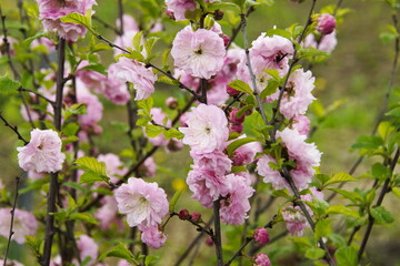 pink cherry blossom branch