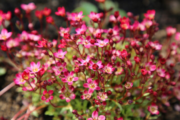 rosa Frühlingsstaude