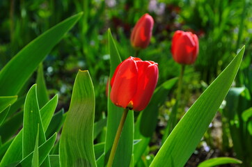 Naklejka premium Beautiful Red Tulips in a flowerbed, spring flowers