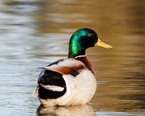 Male Mallard swimming in lake simcoe