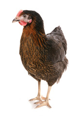 Black Hen