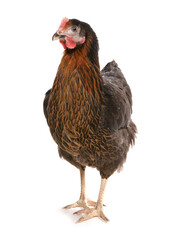 Black Hen