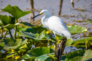 Beautiful snowy egret fishing in the river pond