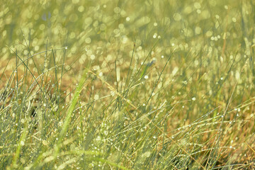 Dew drops blurred on the green grass. Morning freshness.